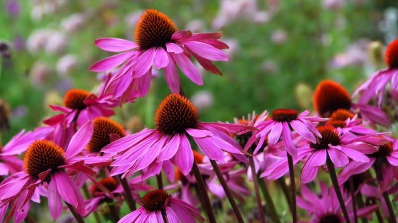 Echinacea reduce considerabil șansele de a răci