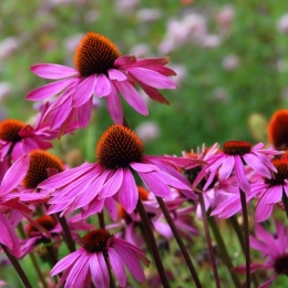 Echinacea reduce considerabil șansele de a răci