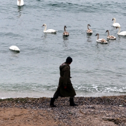 Zeci de cazuri de gripă aviară la Constanţa. Prefectura a activat Centrul Local de Combatere a Bolilor la animale