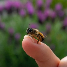 Atenţie la înţepăturile insectelor! Nu sunt de neglijat!