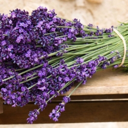 Lavanda, un bun aliat împotriva stresului şi durerilor de cap