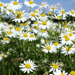 Mare atenţie de unde culegeţi plantele medicinale pentru ceaiuri!