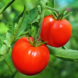 Tomatele au proprietăți de scădere a colesterolului