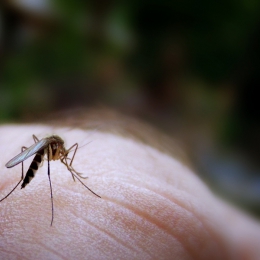 Metode naturale de a scăpa de ţânţari