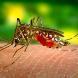 Mare atenție la virusul West Nile! Uneori, nu dă simptome